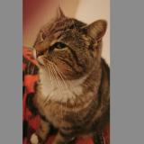 Photo de chat perdu à Le Gua