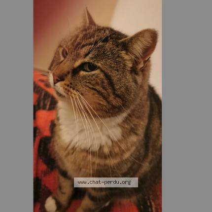 Photo 1/3 nounours Chat perdu à Le gua