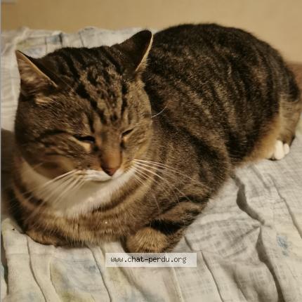 Photo 2/3 nounours Chat perdu à Le gua