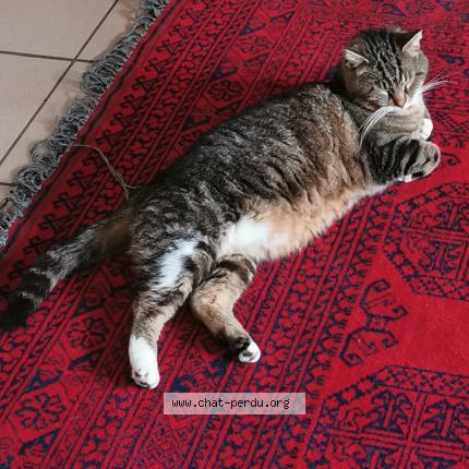 Photo 3/3 nounours Chat perdu à Le gua