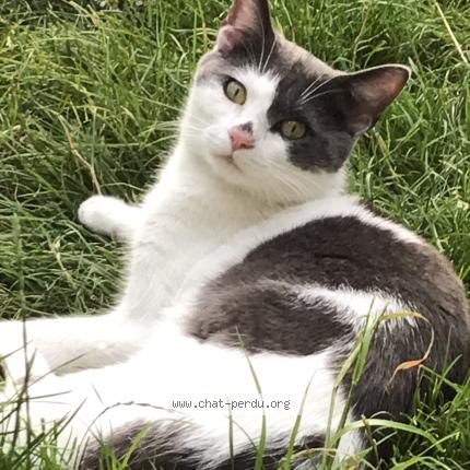 Photo 1/1 Chat retrouvé Perdu à Bruxelles