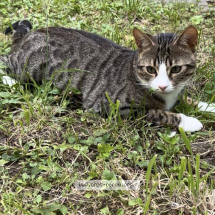 Photo 1/2 Chat retrouvé Perdu à Bruxelles