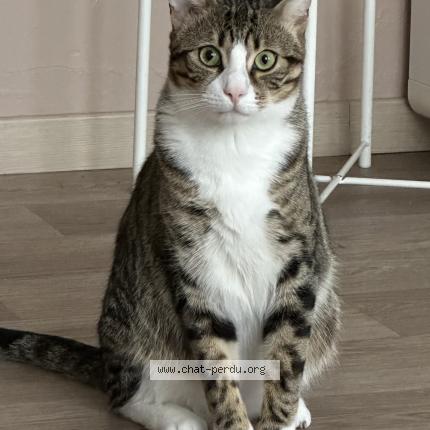 Photo 2/2 Chat retrouvé Perdu à Bruxelles