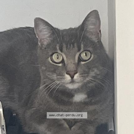 Photo de chat perdu à Montfermeil
