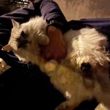 Photo de chat trouvé à Annecy