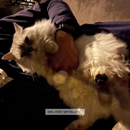 Photo 1/1 Chat trouvé Trouvé à Annecy