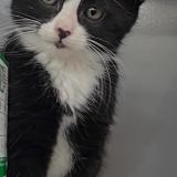 Photo de chat perdu à Paris