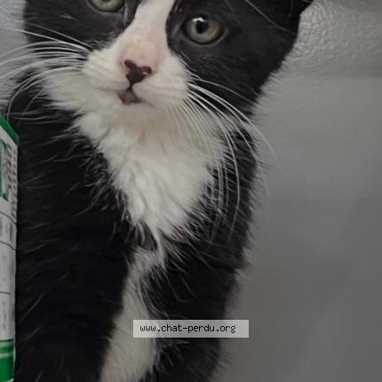 Photo 1/1 Oréo Chat perdu à Paris