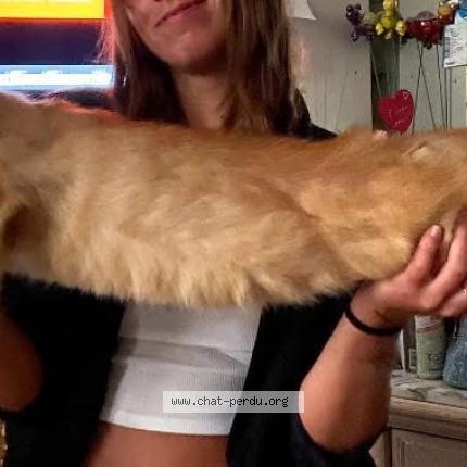 Photo 1/1 Upercut Chat perdu à Bar le duc