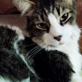 Photo de chat perdu à Cochabamba