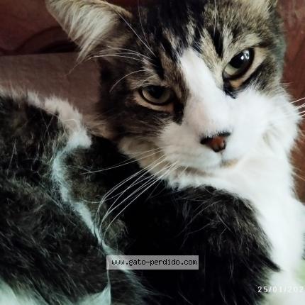 Photo 1/1 Odeng Chat perdu à Cochabamba