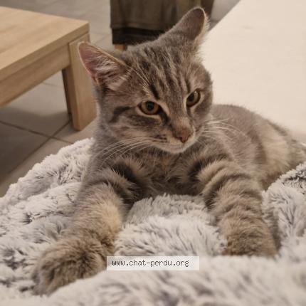 Photo 1/1 Coyotte Chat perdu à Gerzat