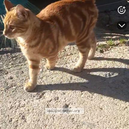 Photo 1/1 Chat retrouvé Perdu à Cheptainville