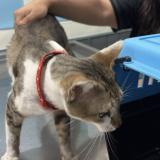 Photo de chat trouvé à Montevideo