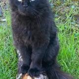 Photo de chat perdu à Saint Bruno