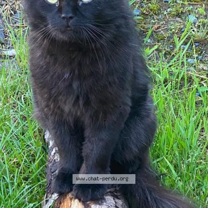 Photo 1/1 Tilou Chat perdu à Saint bruno