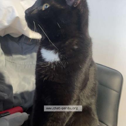 Photo 1/1 Chat trouvé Trouvé à Roubaix