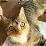 Photo de chat perdu à Cagnes Sur Mer