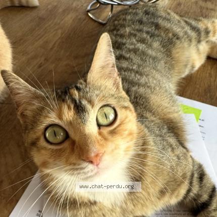 Photo 1/1 Boulette Chat perdu à Cagnes sur mer