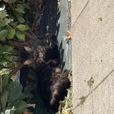 Photo de chat perdu à Cormelles Leroyal