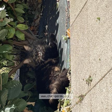 Photo 1/1 Calypso Chat perdu à Cormelles leroyal