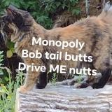 Photo de chat perdu à Roseburg