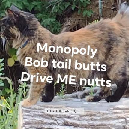 Photo 1/1 Monopoly Chat perdu à Roseburg