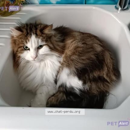 Photo 1/1 Touffu Chat perdu à Saint chamond