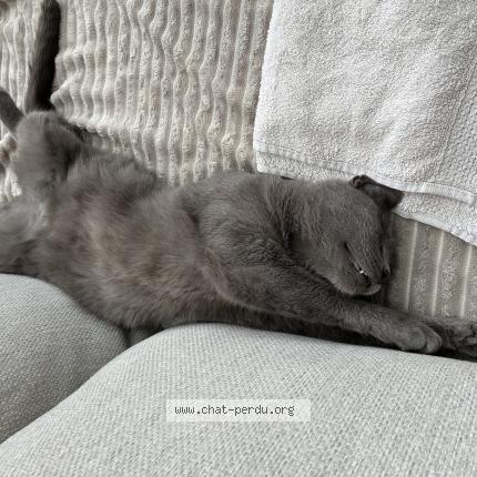 Photo 1/1 Crevette Chat perdu à Dilbeek