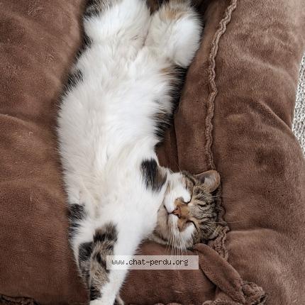 Photo 1/1 Chat retrouvé Perdu à Notre dame de commiers