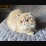 Photo de chat perdu à Faleyras