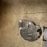 Photo de chat trouvé à Maisons Laffitte