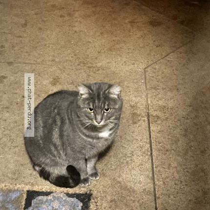 Photo 1/2 Chat trouvé Trouvé à Maisons Laffitte