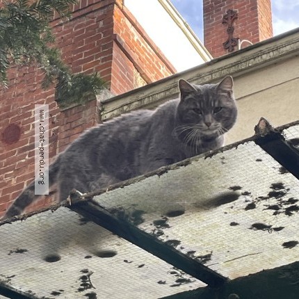 Photo 2/2 Chat trouvé Trouvé à Maisons Laffitte