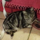 Photo de chat perdu à Loudun