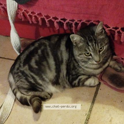 Photo 1/1 Minouche Chat perdu à Loudun