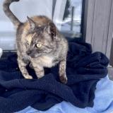 Photo de chat trouvé à Les Menuires