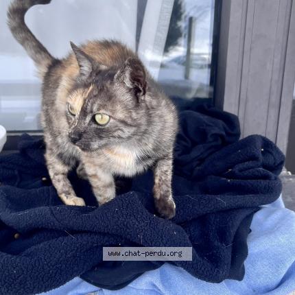 Photo 1/1 Chat trouvé Trouvé à Les menuires
