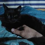 Photo de chat perdu à Arras