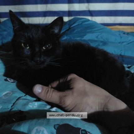 Photo 1/1 Kroute Chat perdu à Arras