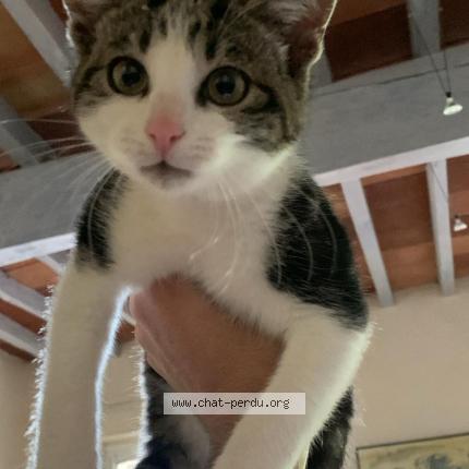 Photo 1/1 moshy Chat perdu à Corbarieu