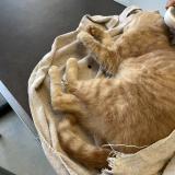 Photo de chat trouvé à Lambersart