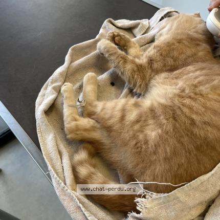 Photo 1/1 Chat trouvé Trouvé à Lambersart