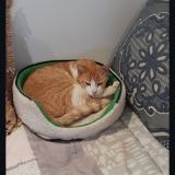 Photo de chat perdu à Bagard