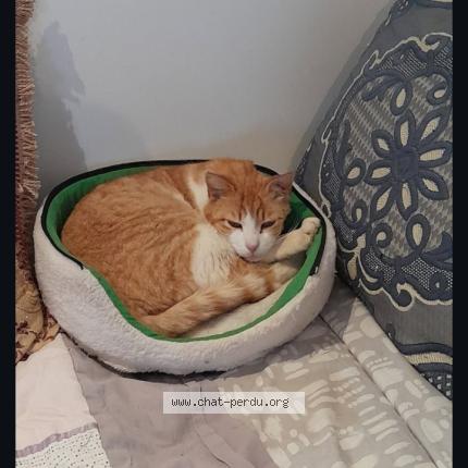 Photo 1/1 Pas de nom Chat perdu à Bagard