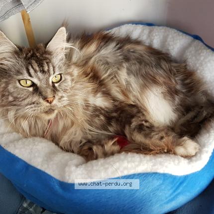 Photo 1/1 ZOOMIE Chat perdu à Jacou