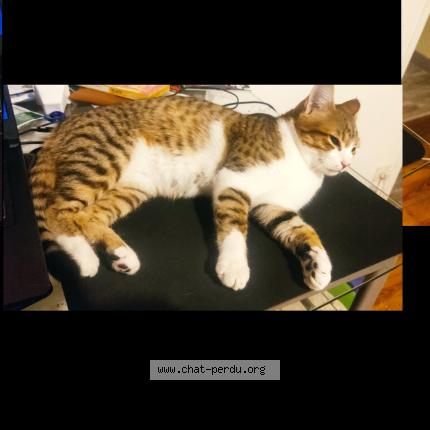 Photo de chat perdu à Saint Etienne
