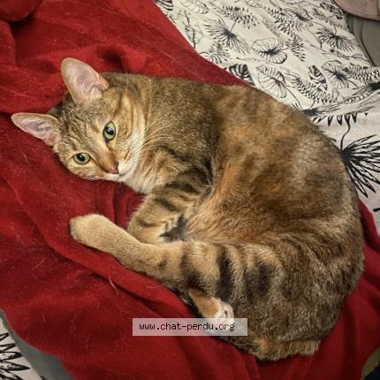 Photo 1/1 chachou Chat perdu à Deuil la barre