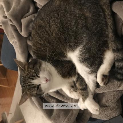 Photo 1/1 Neige Chat perdu à Clermont ferrand