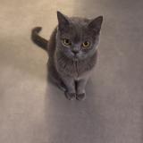 Photo de chat perdu à Franconville La Garenne